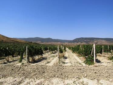 Коктебельская долина славится традициями виноделия